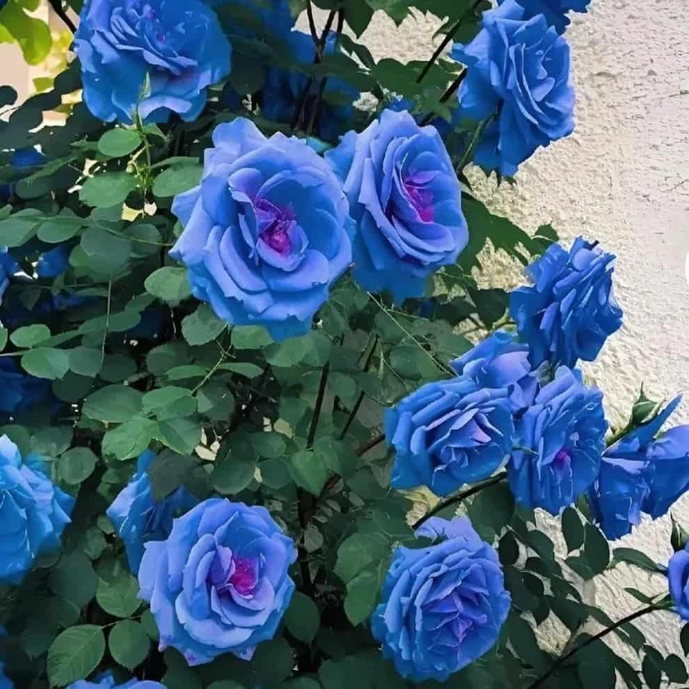 Elegant Climbing Rose Flower Seeds | 🔥Hybrid & Imported Quality🔥
