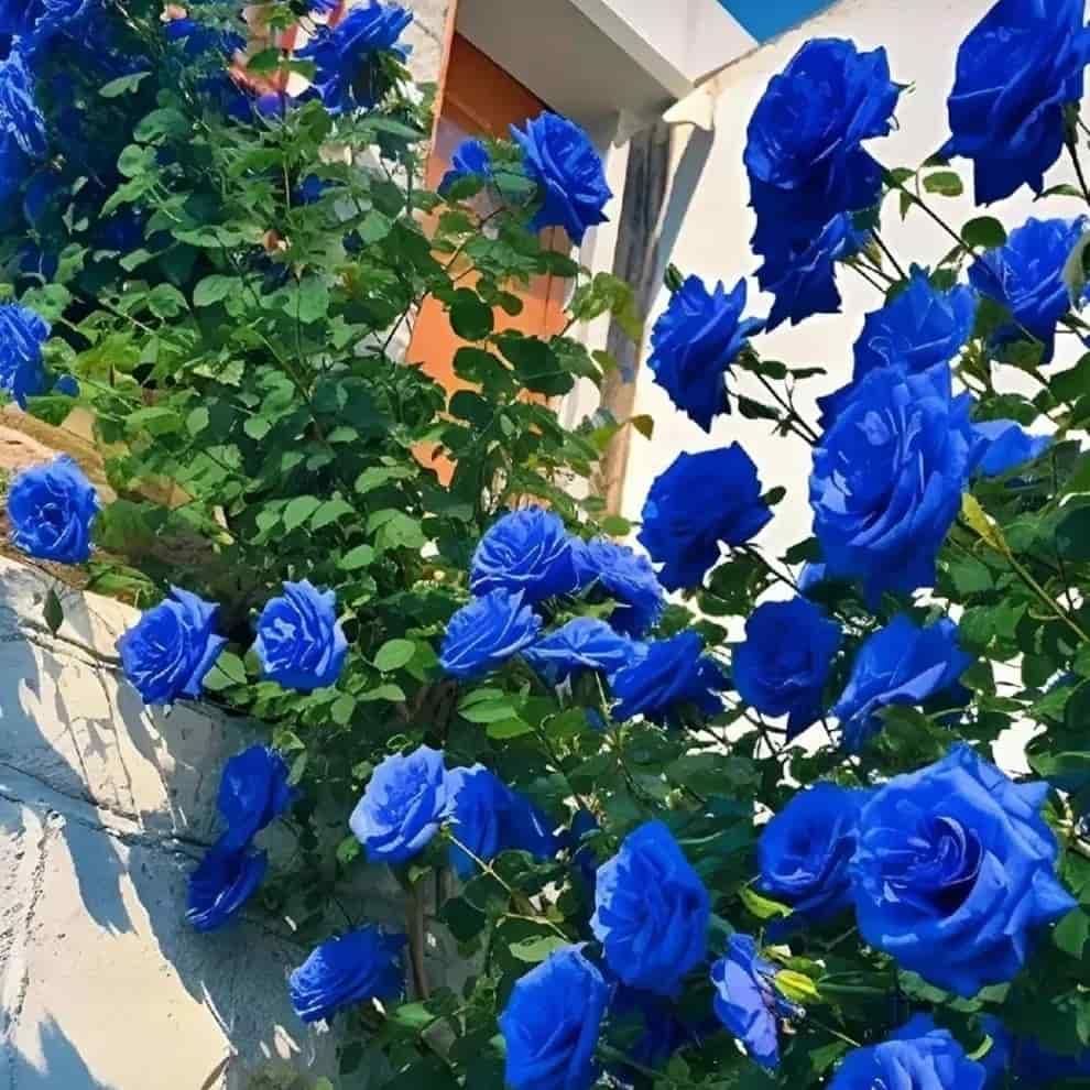 Elegant Climbing Rose Flower Seeds | 🔥Hybrid & Imported Quality🔥