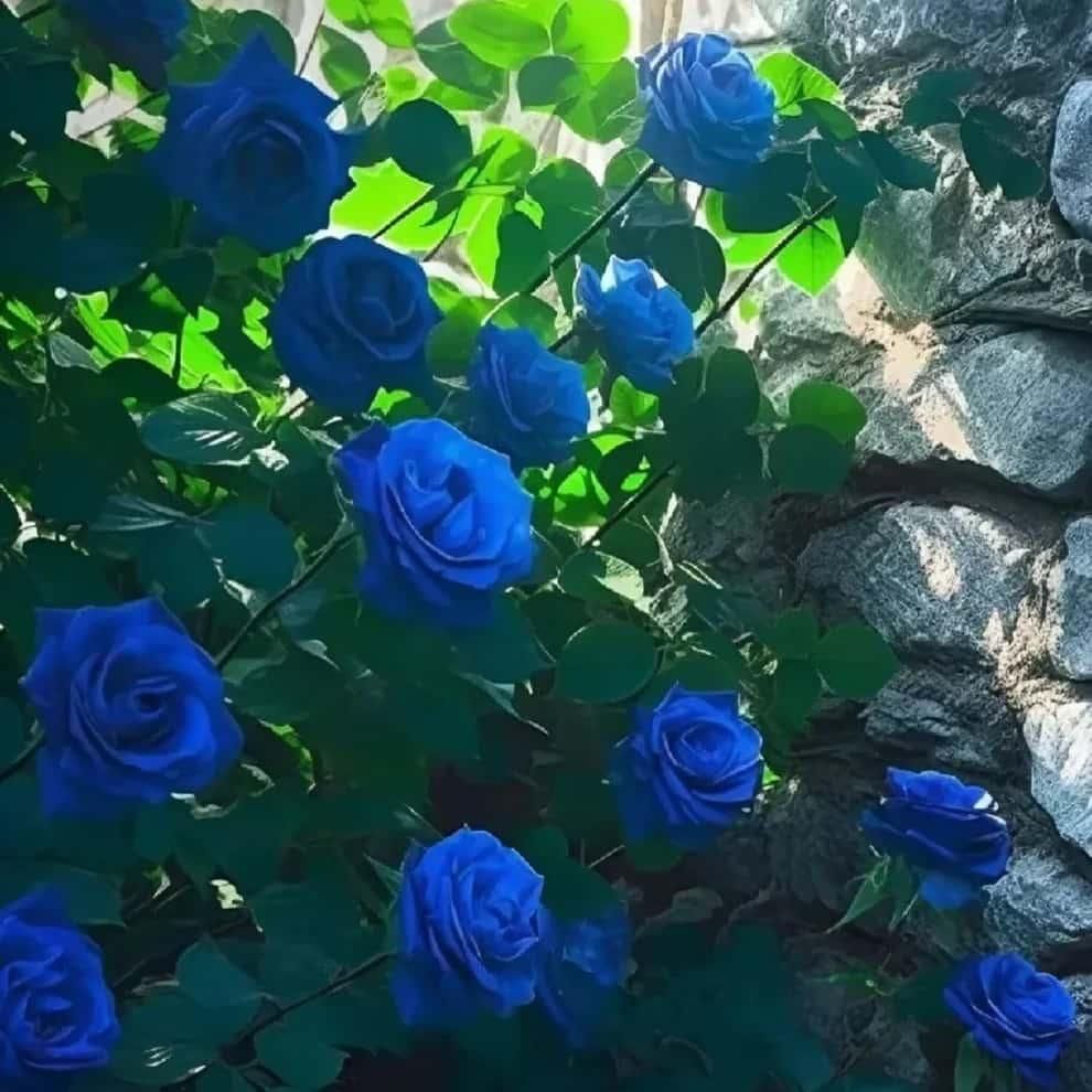 Elegant Climbing Rose Flower Seeds | 🔥Hybrid & Imported Quality🔥