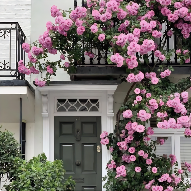 Elegant Climbing Rose Flower Seeds | 🔥Hybrid & Imported Quality🔥