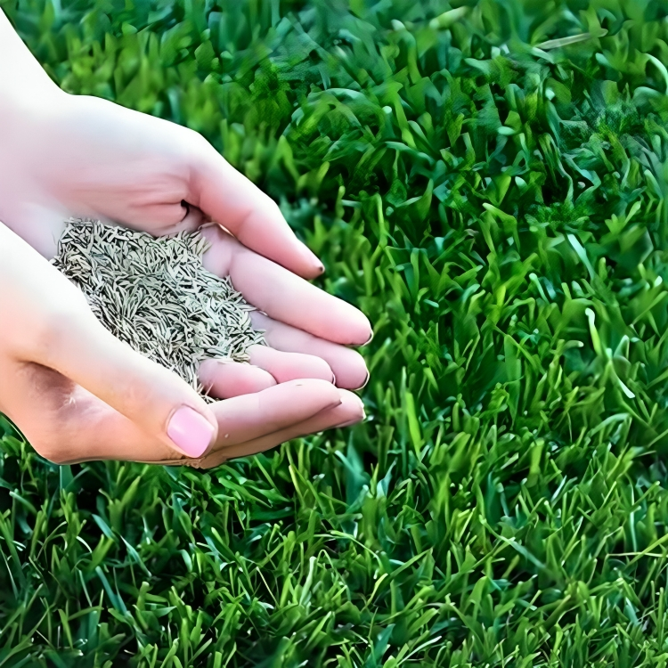 Grass Seeds Hybrid Best For Your Beautiful Home Gardening  (Pack Of 100 seeds) (Pack of 1)