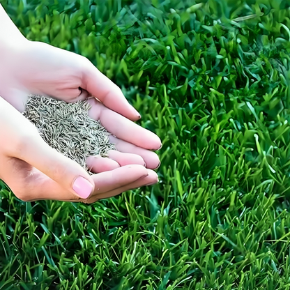 Grass Seeds Hybrid Best For Your Beautiful Home Gardening  (Pack Of 100 seeds) (Pack of 1)