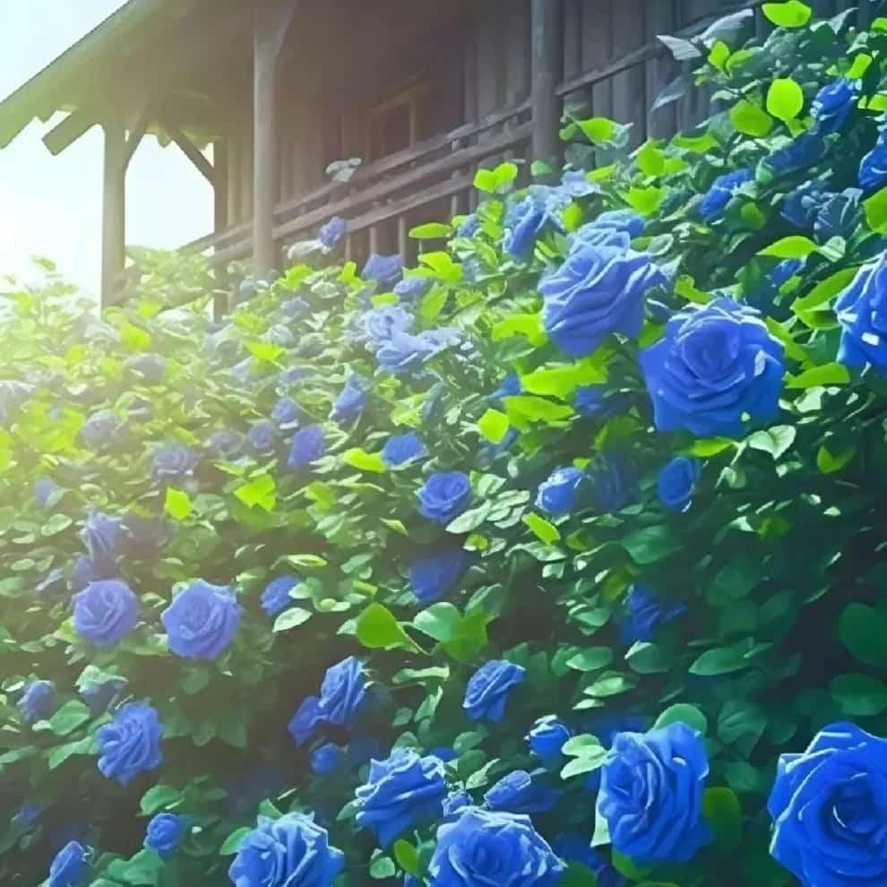 Elegant Climbing Rose Flower Seeds | 🔥Hybrid & Imported Quality🔥