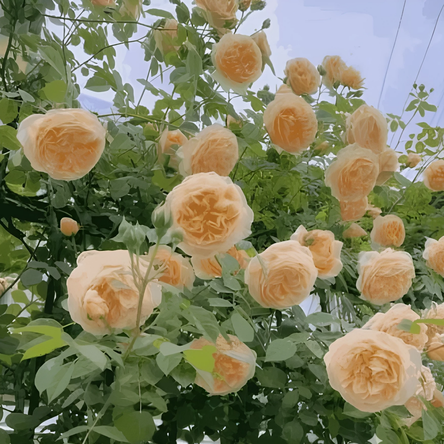 Elegant Climbing Rose Flower Seeds | 🔥Hybrid & Imported Quality🔥