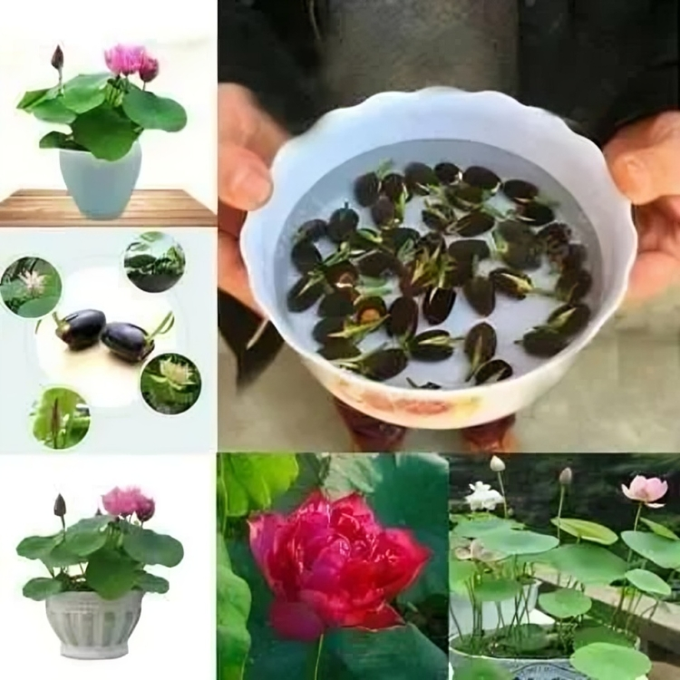 🌿✨ Bonsai Lotus Seeds – Miniature Magic for Your Garden