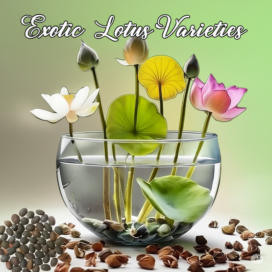 🌿✨ Bonsai Lotus Seeds – Miniature Magic for Your Garden