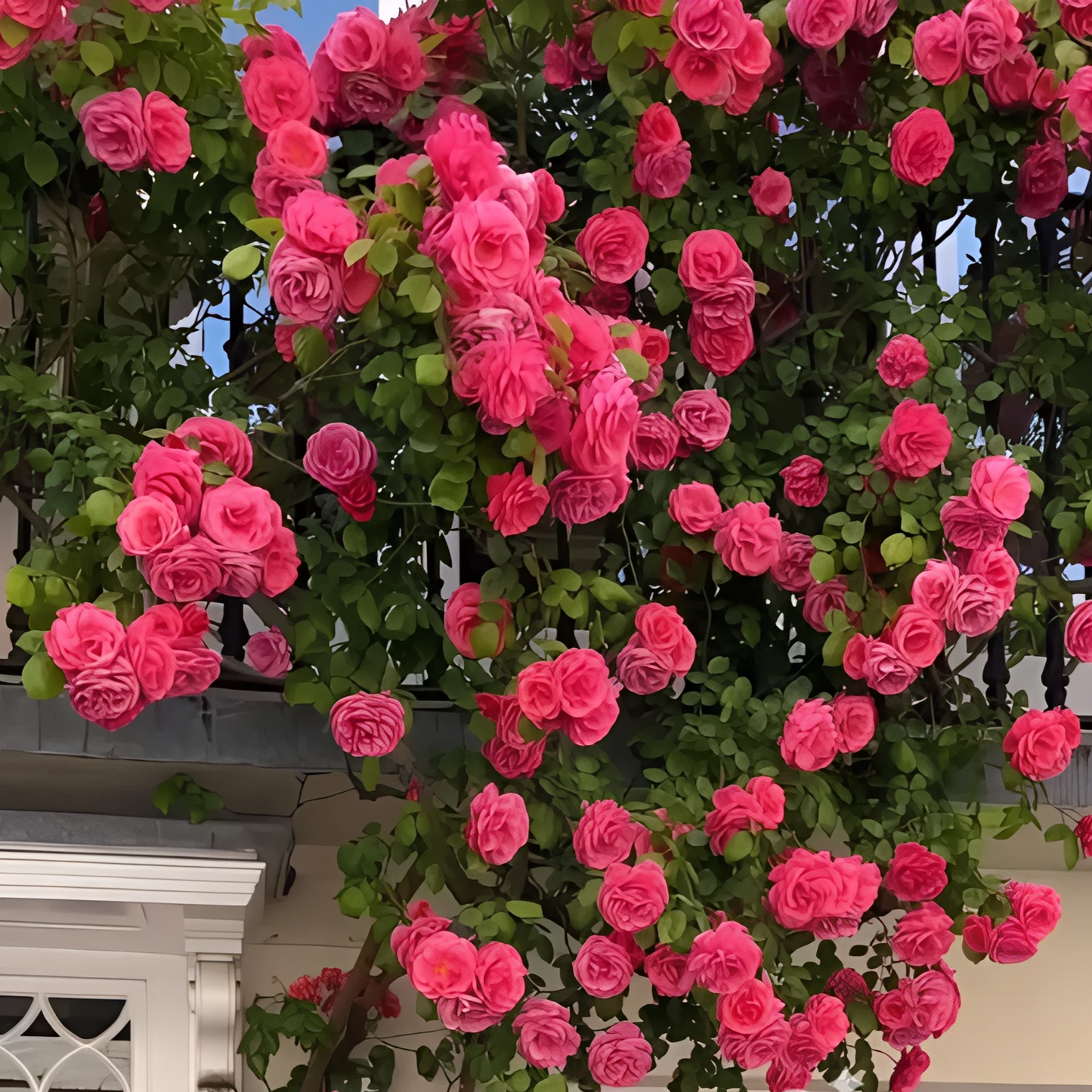 Elegant Climbing Rose Flower Seeds | 🔥Hybrid & Imported Quality🔥