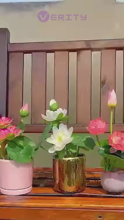 🌿✨ Bonsai Lotus Seeds – Miniature Magic for Your Garden