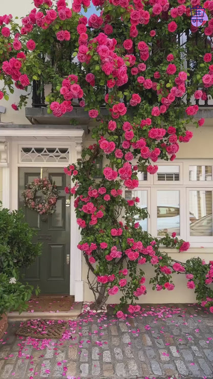Elegant Climbing Rose Flower Seeds | 🔥Hybrid & Imported Quality🔥